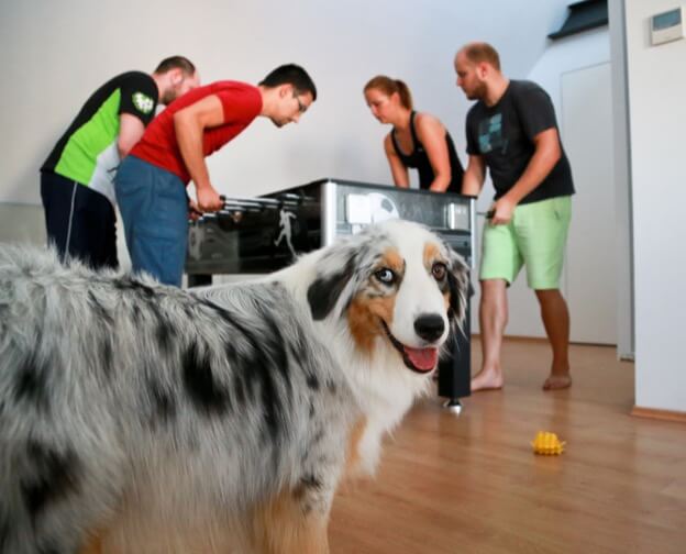 El equipo de Kinsta jugando al futbolín con la perrita Daisy