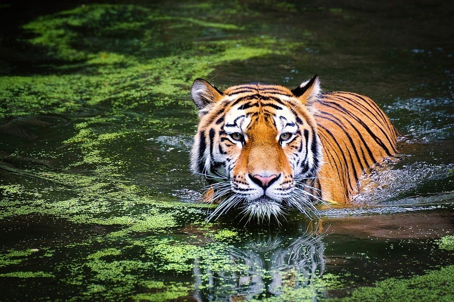 Image de tigre en format JPEG