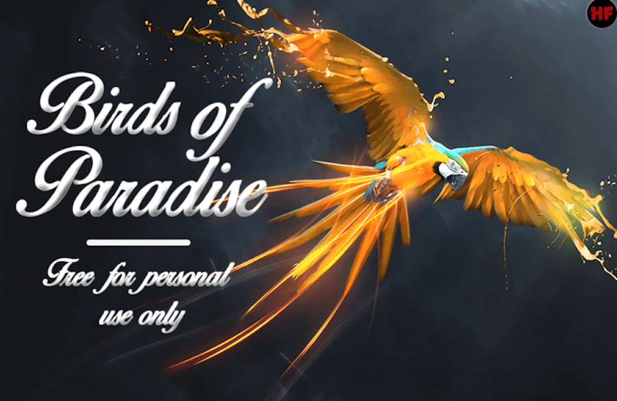 birds of paradise