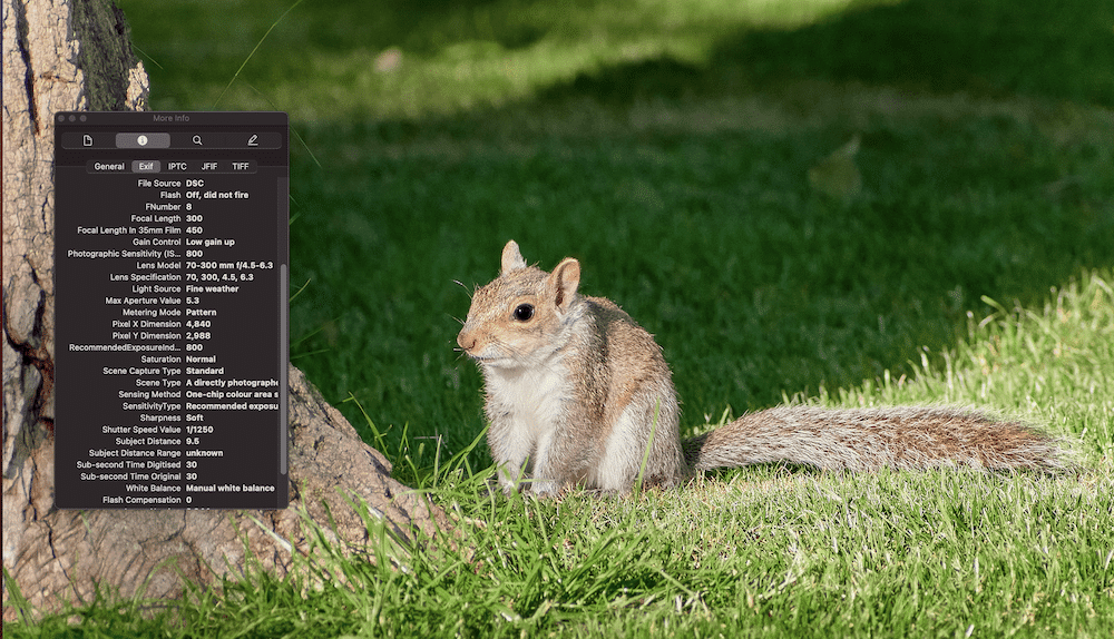 Ein Metadatenfeld mit Fotodetails, das das Bild eines braunen Eichhörnchens überlagert, das im Gras am Fuß eines Baumes sitzt.