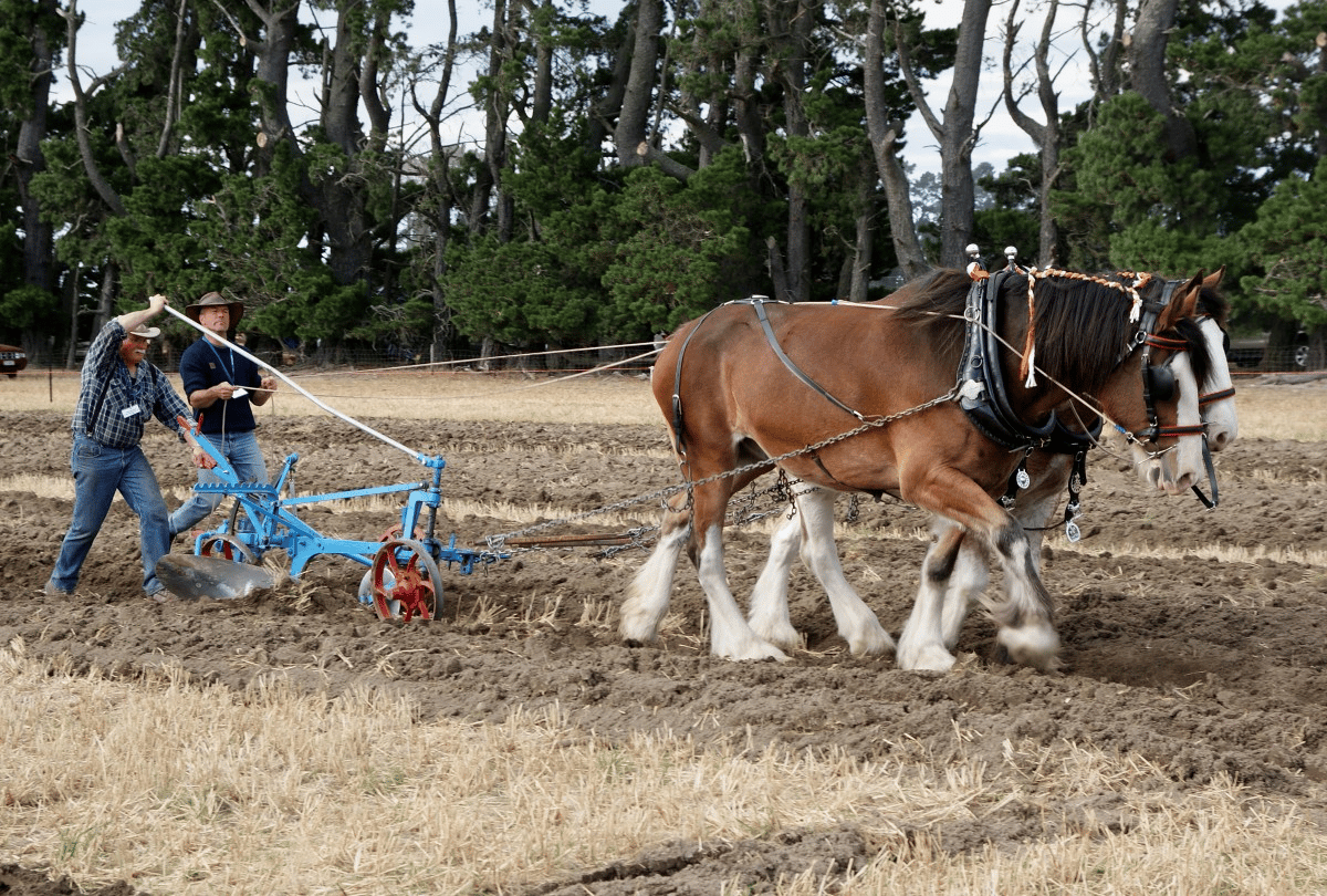 Due cavalli che guidano un aratro in un campo, seguiti da due agricoltori