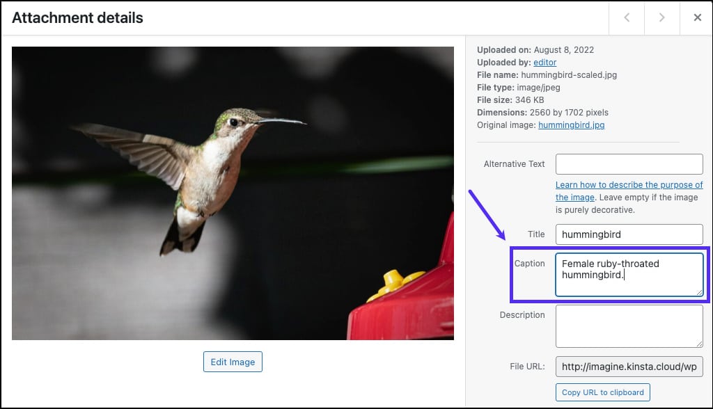 Schermata dell’editor WordPress, schermata Dettagli Allegato, in cui è evidenziato il box Didascalia e la descrizione dell’immagine: femmina di colibrì dalla gola color rubino