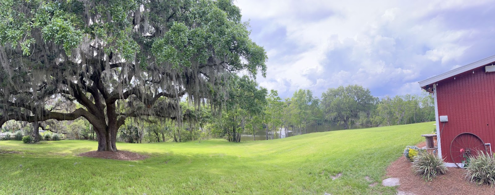 A grassy green field with a red barn and a large oak tree covered in Spanish moss.